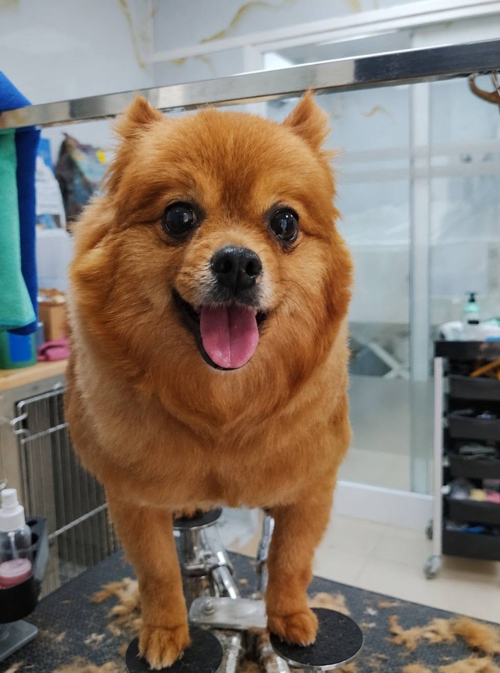 Smiling Pomeranian dog after a professional grooming session in Zabbar, Malta