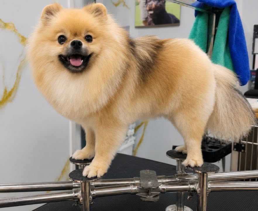 Freshly groomed Pomeranian standing proudly at a pet grooming salon in Zabbar, Malta