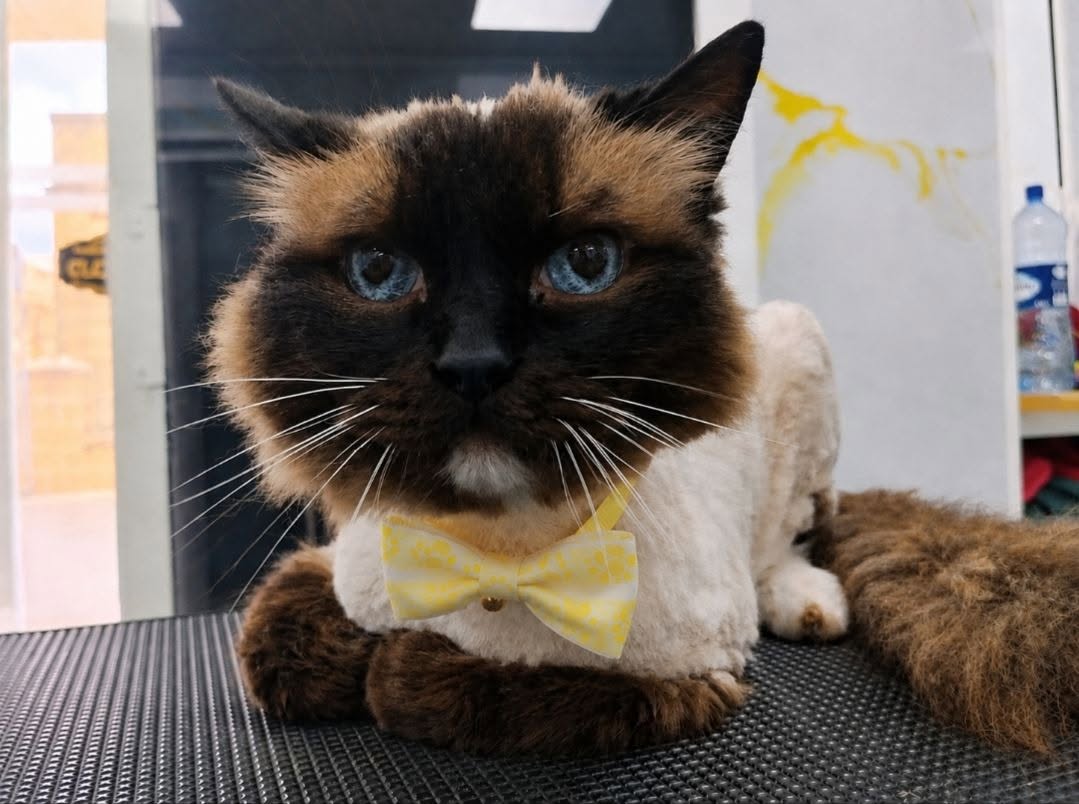 Siamese cat with a yellow bow tie after a full lion-cut cat grooming