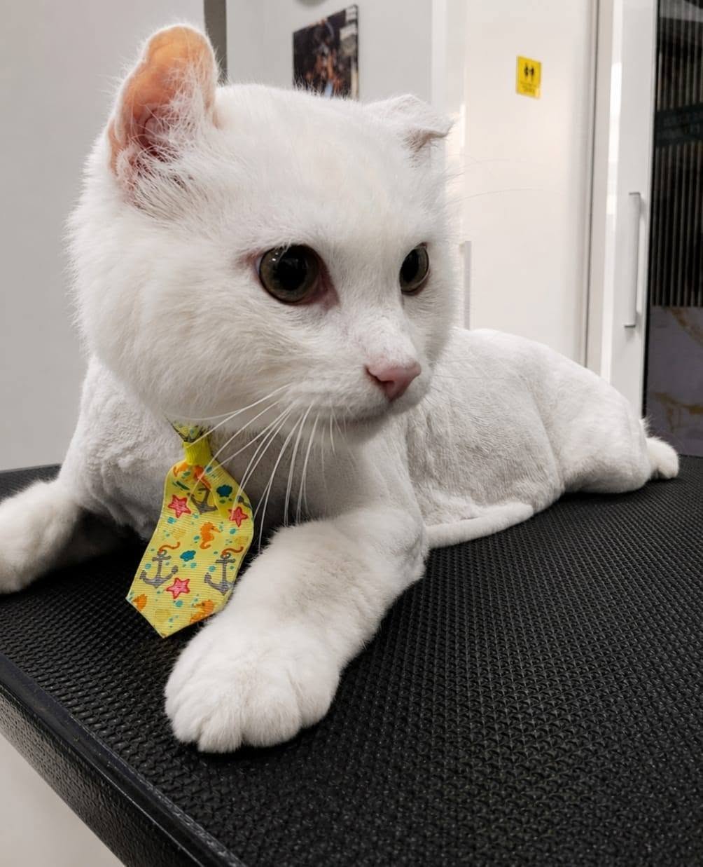 White cat wearing a colourful tie after a gentle cat grooming treatment
