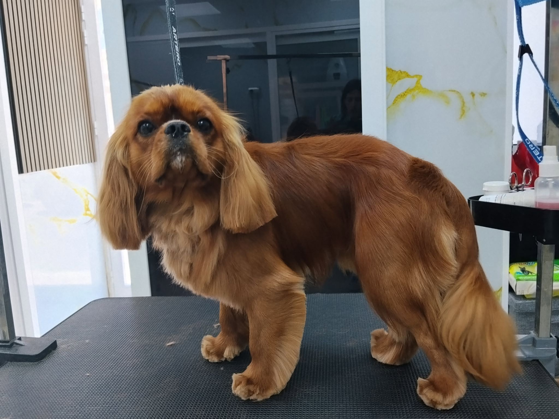 Ruby Cavalier King Charles Spaniel with a silky coat after a bath and trim
