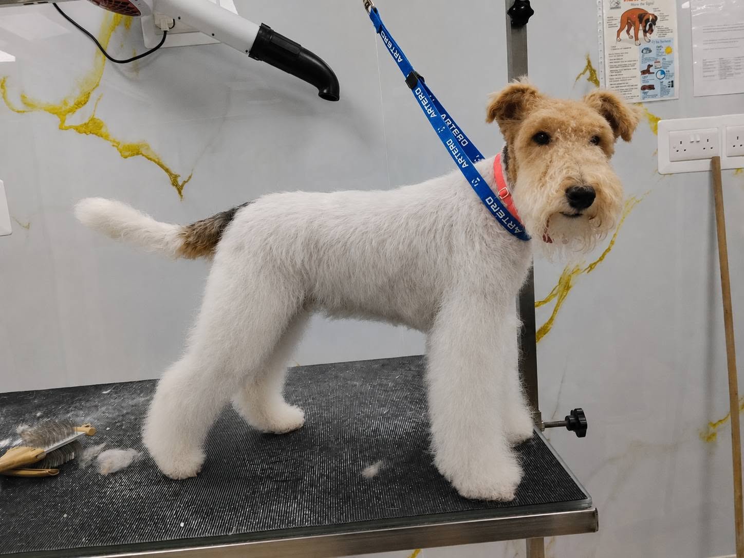 Wire Fox Terrier hand-stripped and styled on the grooming table in Malta
